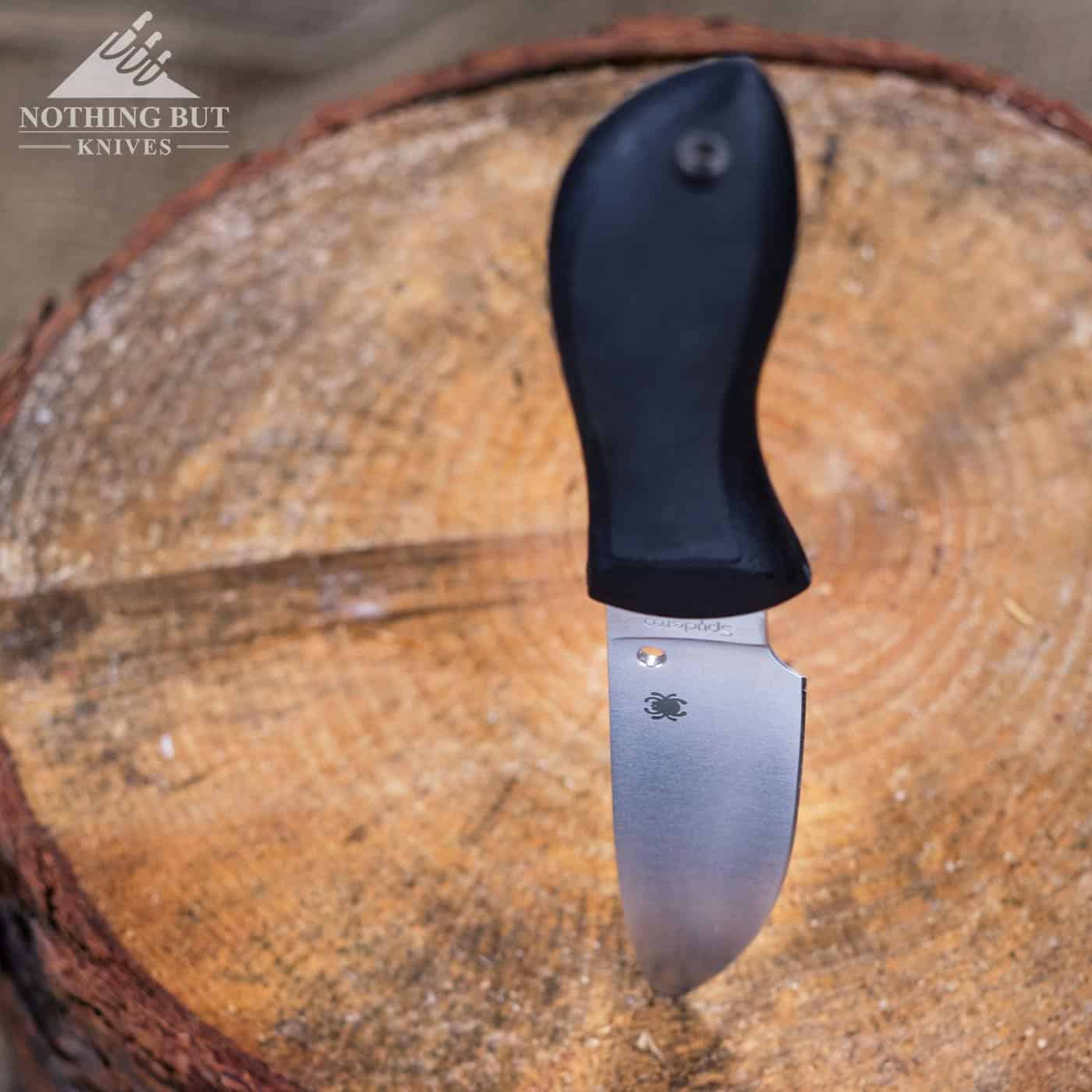 The Spyderco Bill Moran Drop Point Fixed Blade Knife sticking out of a tree stump.