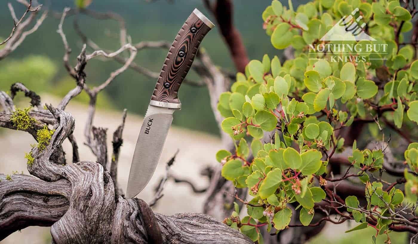 Buck Selkirk Knife Review - Image 1 The Buck Selkirk's drop point blade stabbed into a hard, gnarled bush.