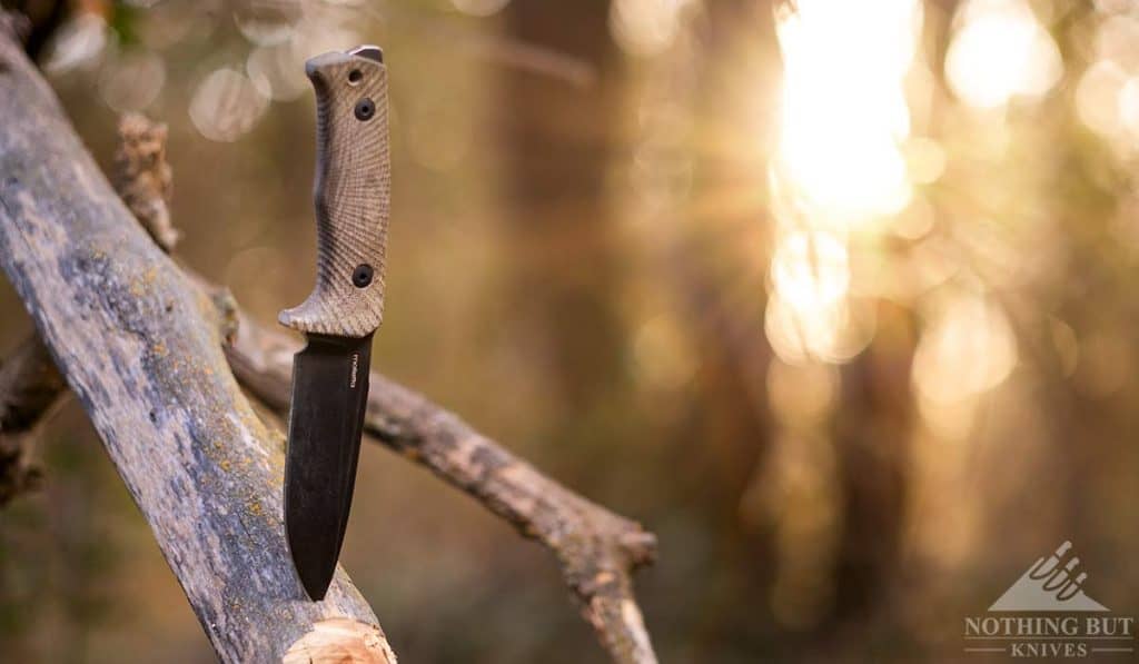 Woox Rock 62 Knife Review - Image 17 The T5 sticking out of a tree branch in the woods at sunset.