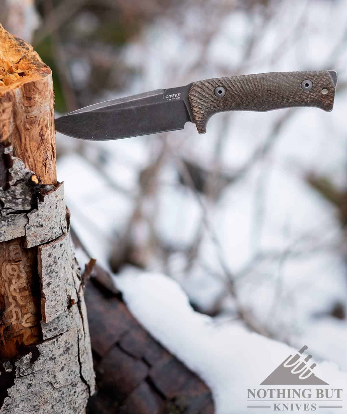 The Lionsteel T5 survival knife with a niolox steel blade and micarta handle sticking out of a tree stump. 