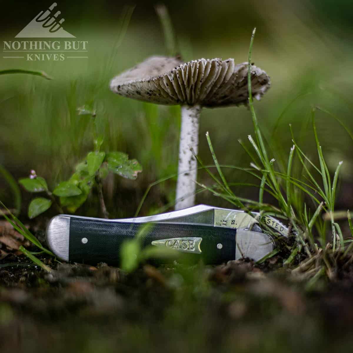 The Case RussLock folding knife leaning against a mushroom in a green field outdoors. 