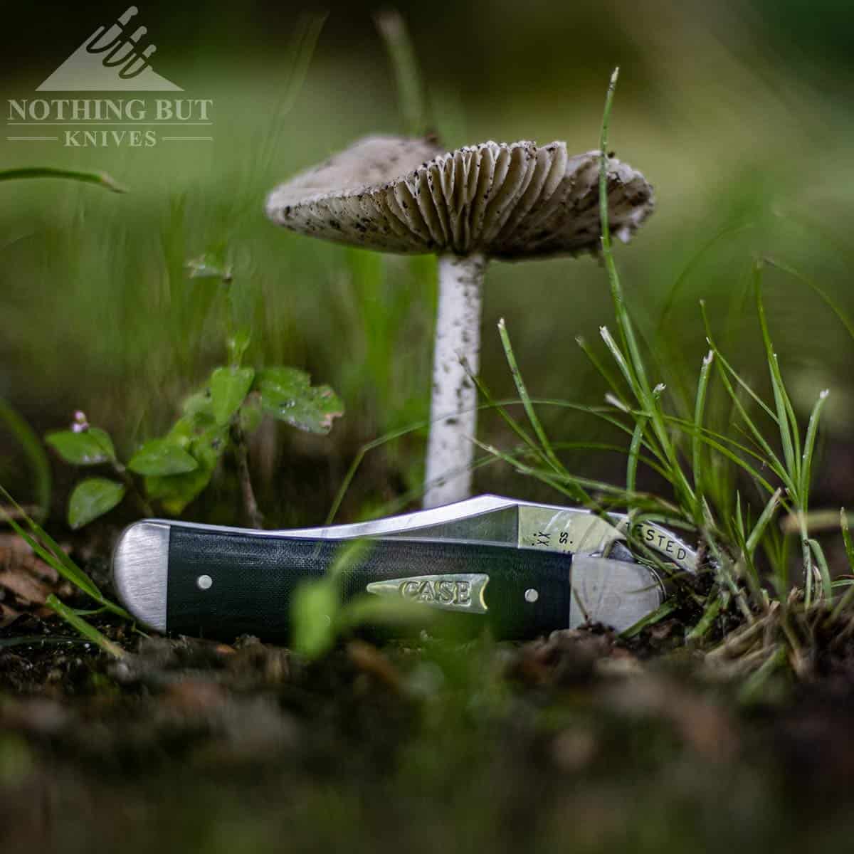 Case Russlock Review - Image 2 The Case RussLock folding knife leaning against a mushroom in a green field outdoors.