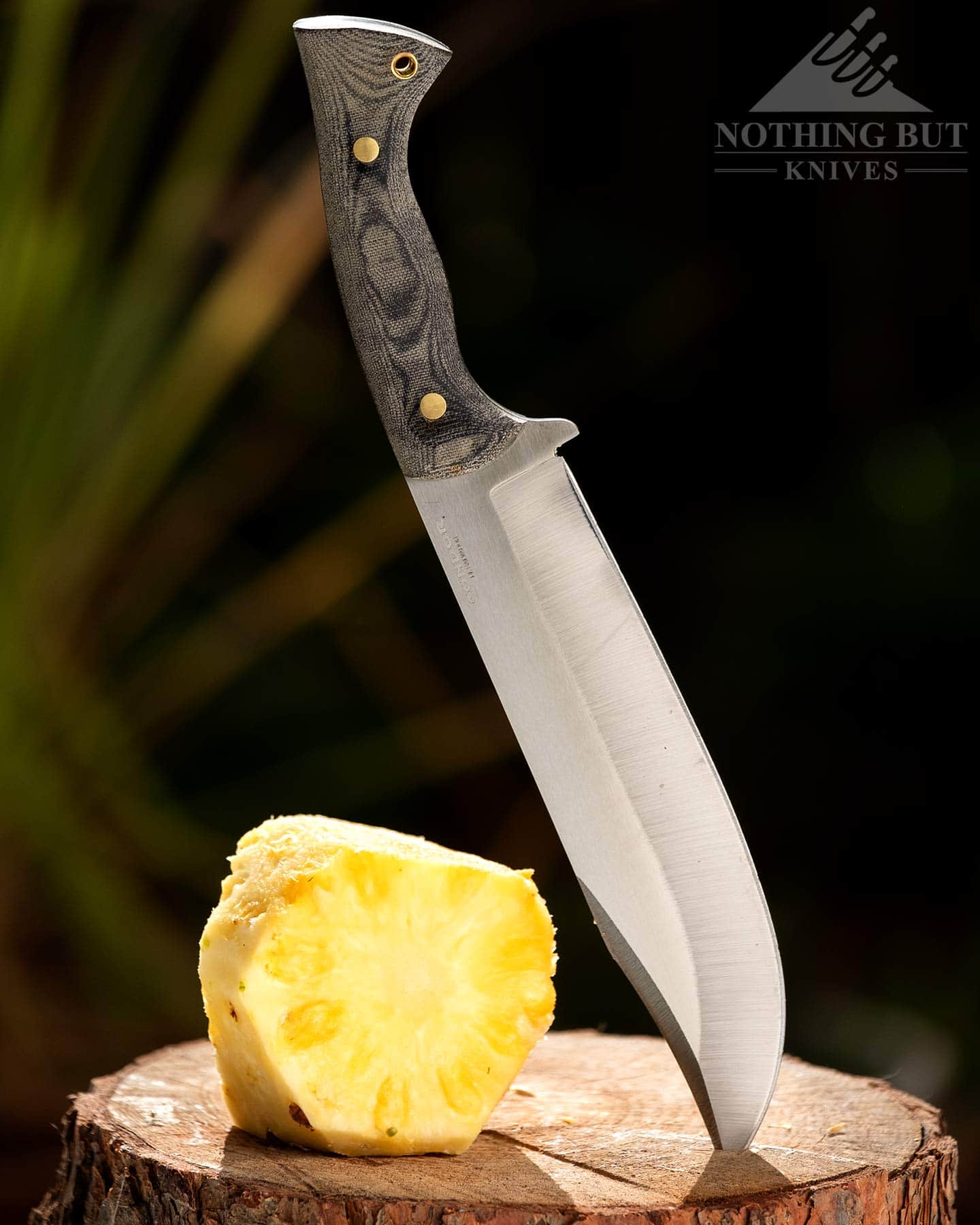 Condor Plan A Bowie Review - Image 8 The Plan A Bowie on a tree stump with the pineapple it just peeled.