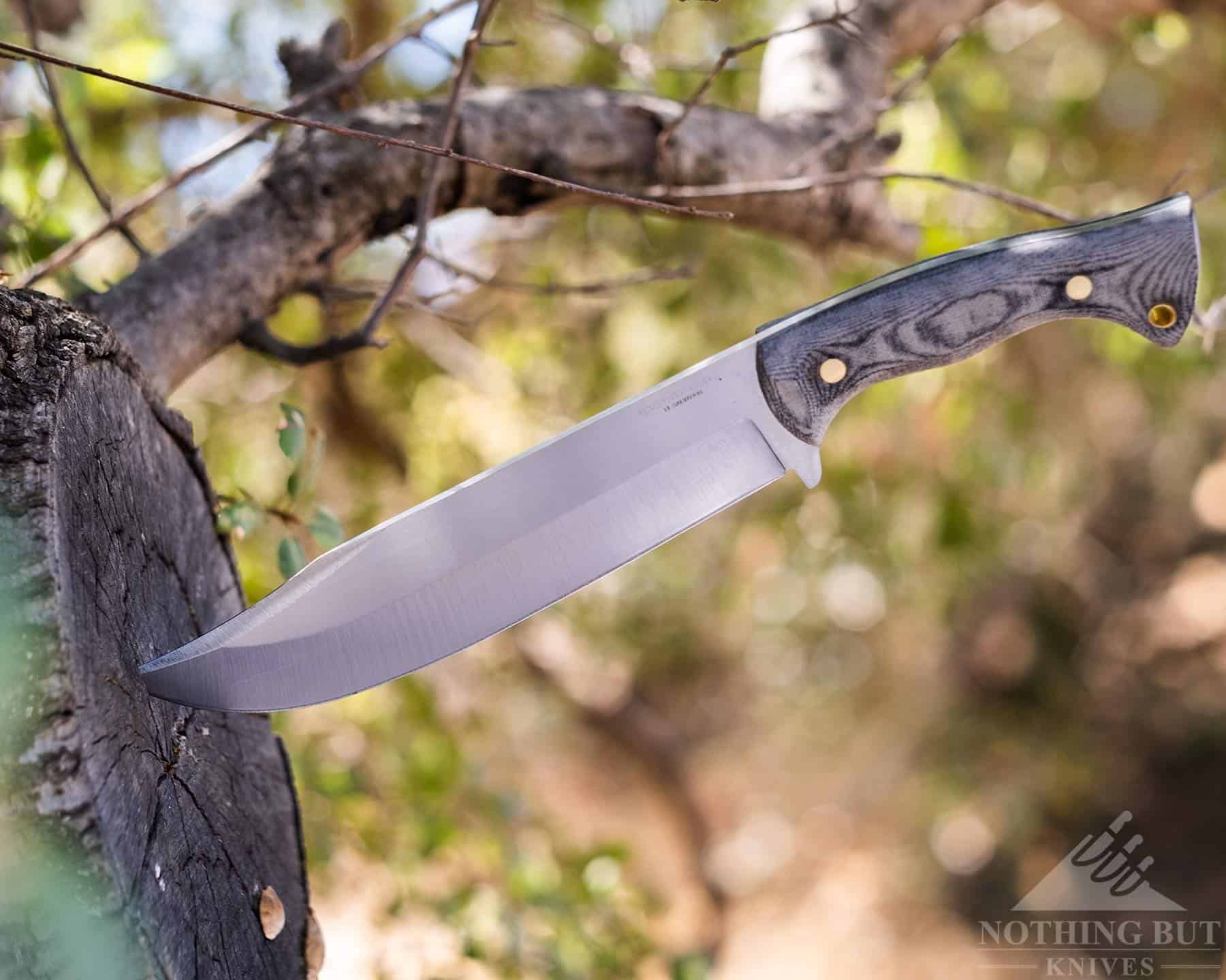 Condor Plan A Bowie Review - Image 16 The Condor Plan A Bowie sticking out of an Oak tree. This is the final image of the in-depth review.