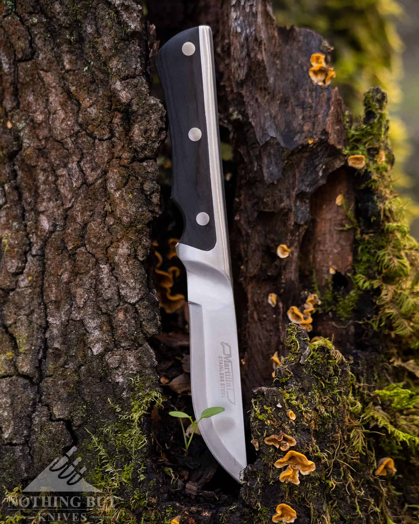 The Marttiini Full Tan is a unique looking knife with an unimaginative name. Shown here in the moss of a tree. 