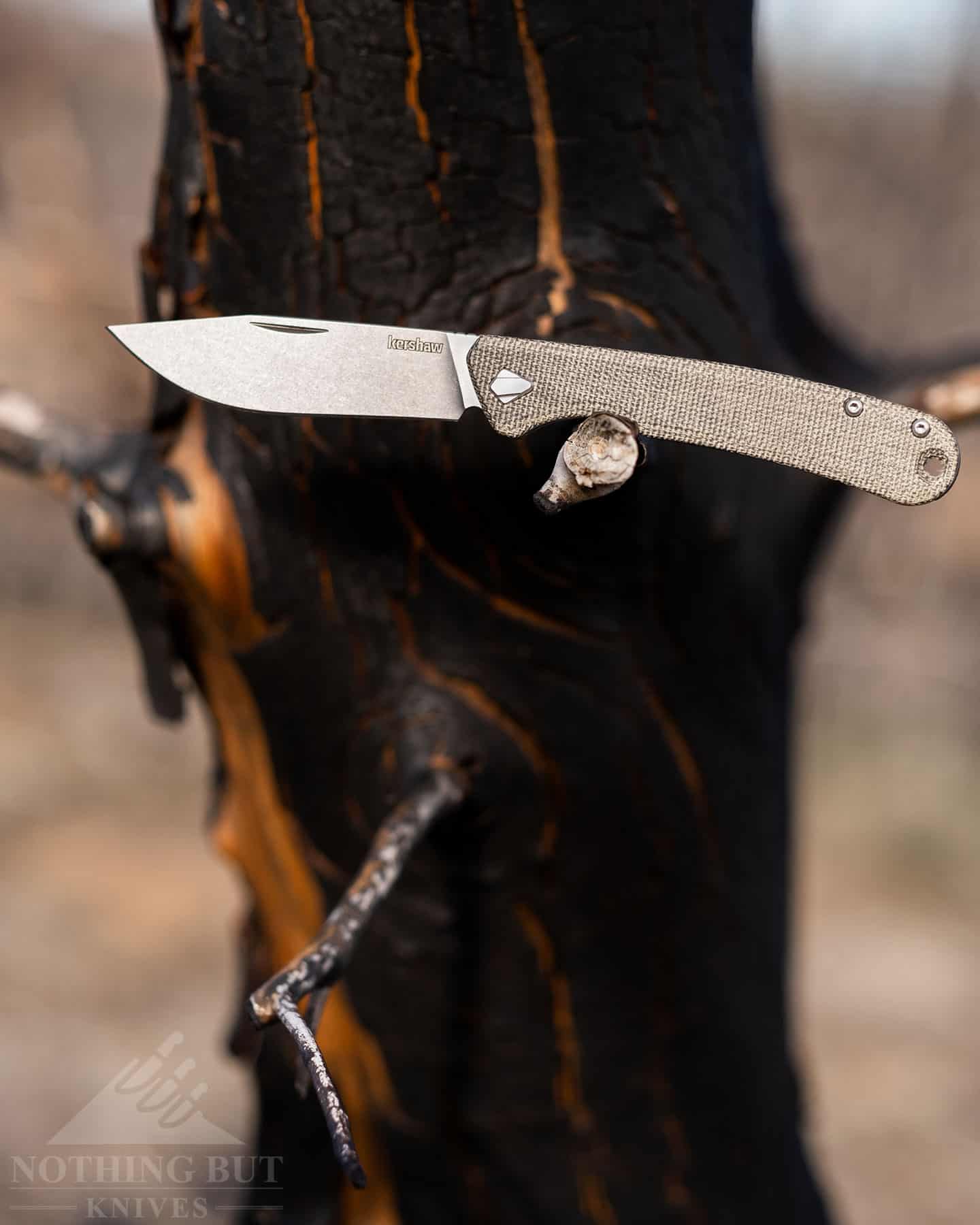 The Kershaw Federalist on the branch of a burned manzanita. 