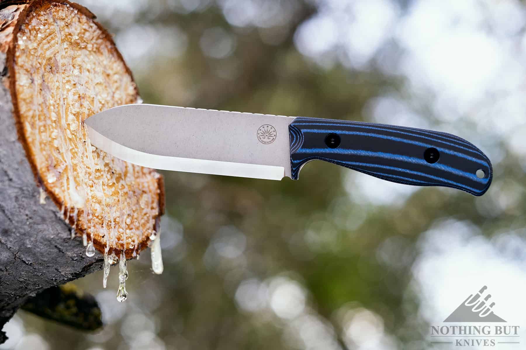 Off Grid Ridgeback Review - Image 11 The Ridgeback sticking out of a Pine branch to show the sharpness of the edge.