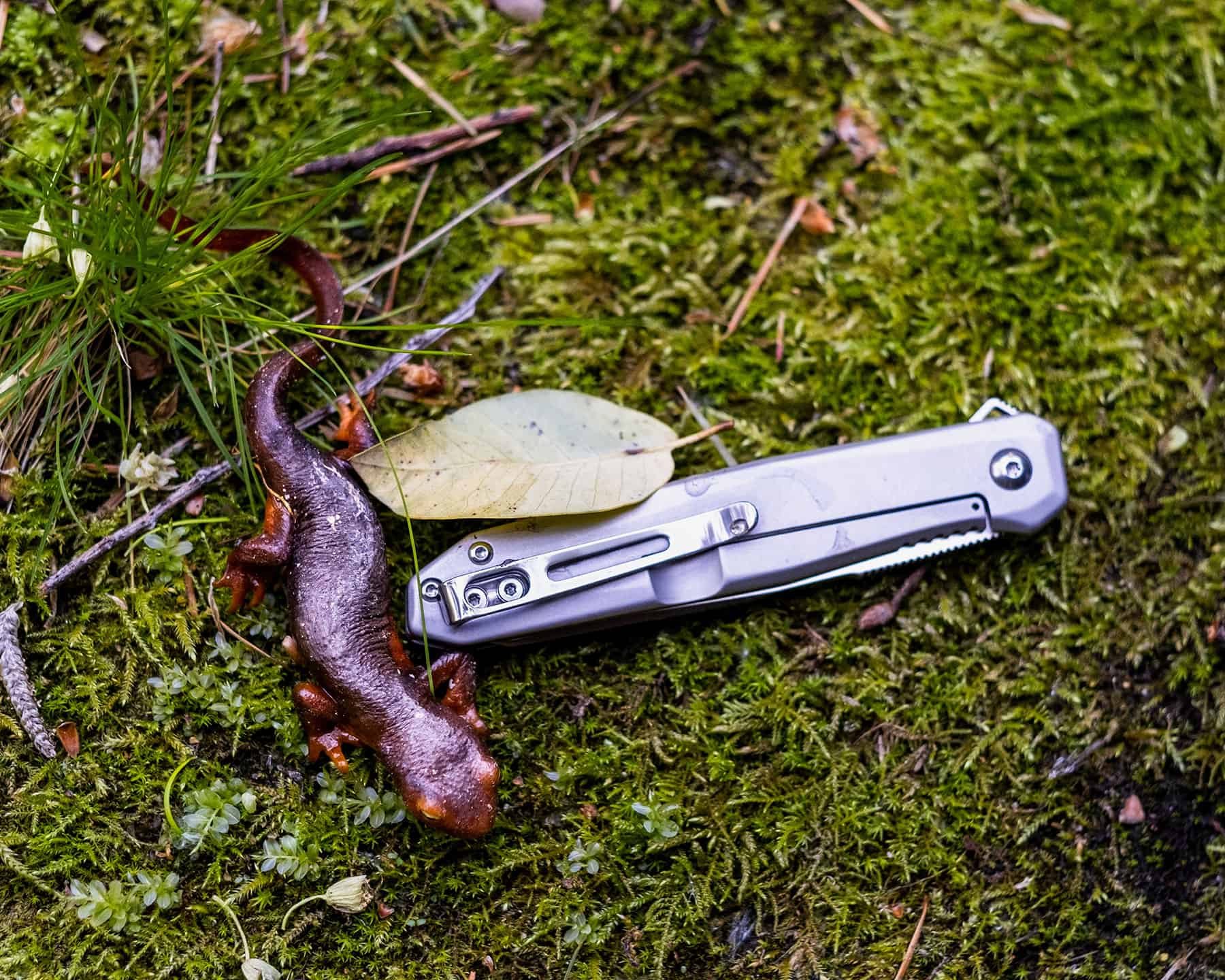 A California Newt crawling next to the CRKT Facet.