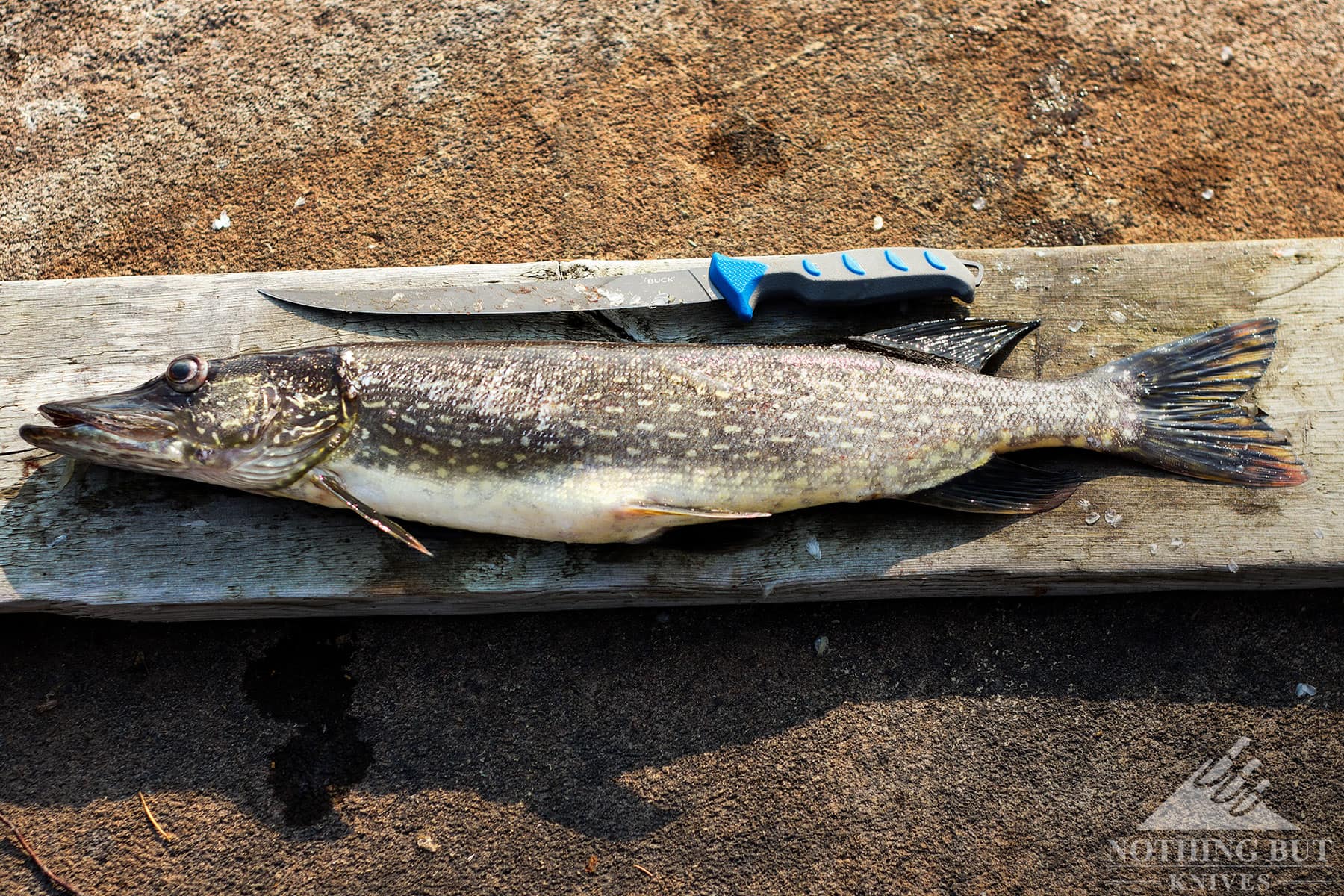 Overhead shot of the Buck Hookset fillet knife laying alongside a fish on a log placed upon a rock.