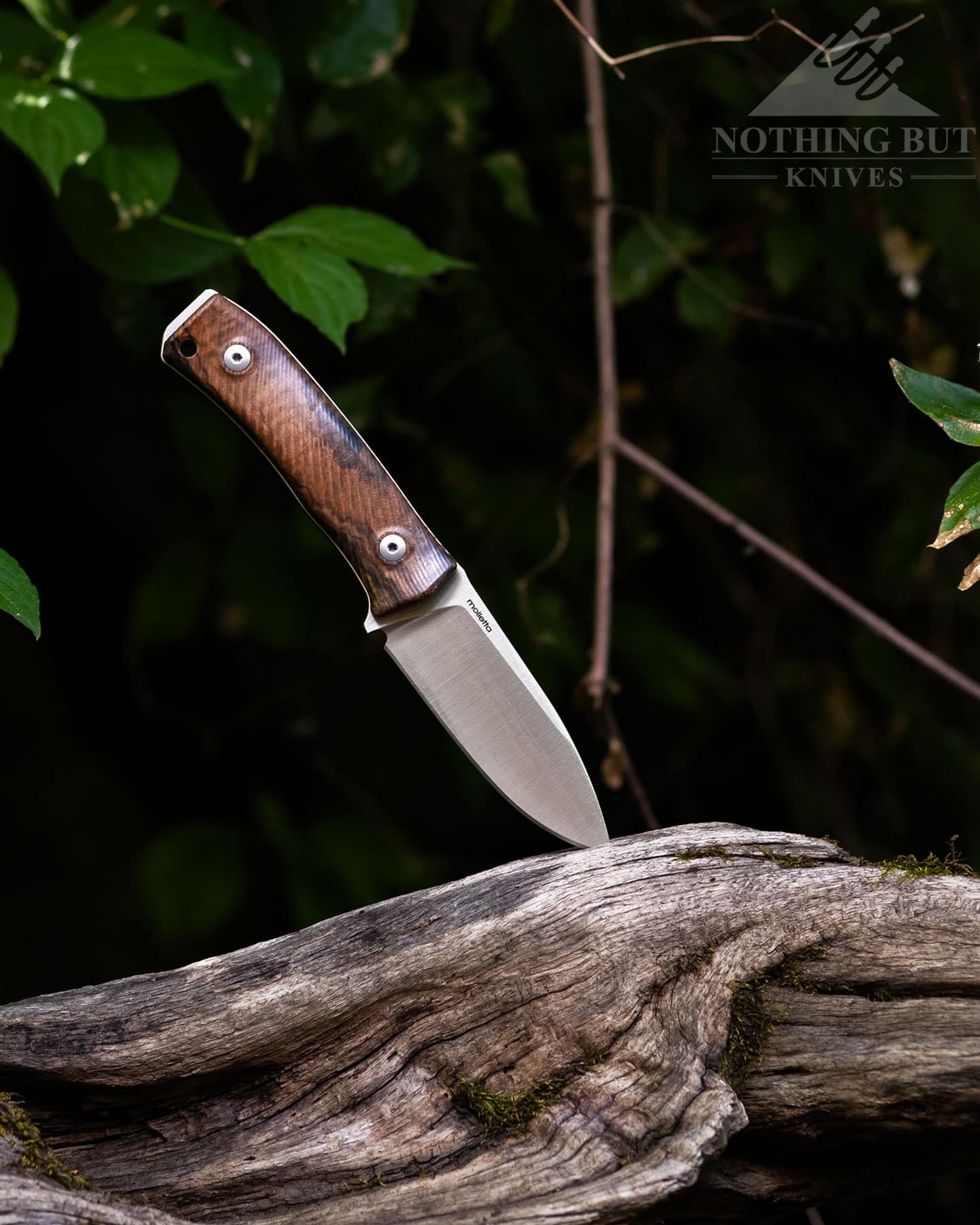 Header image for our in-depth review of the LionSteel M4 bushcraft fixed blade knife.