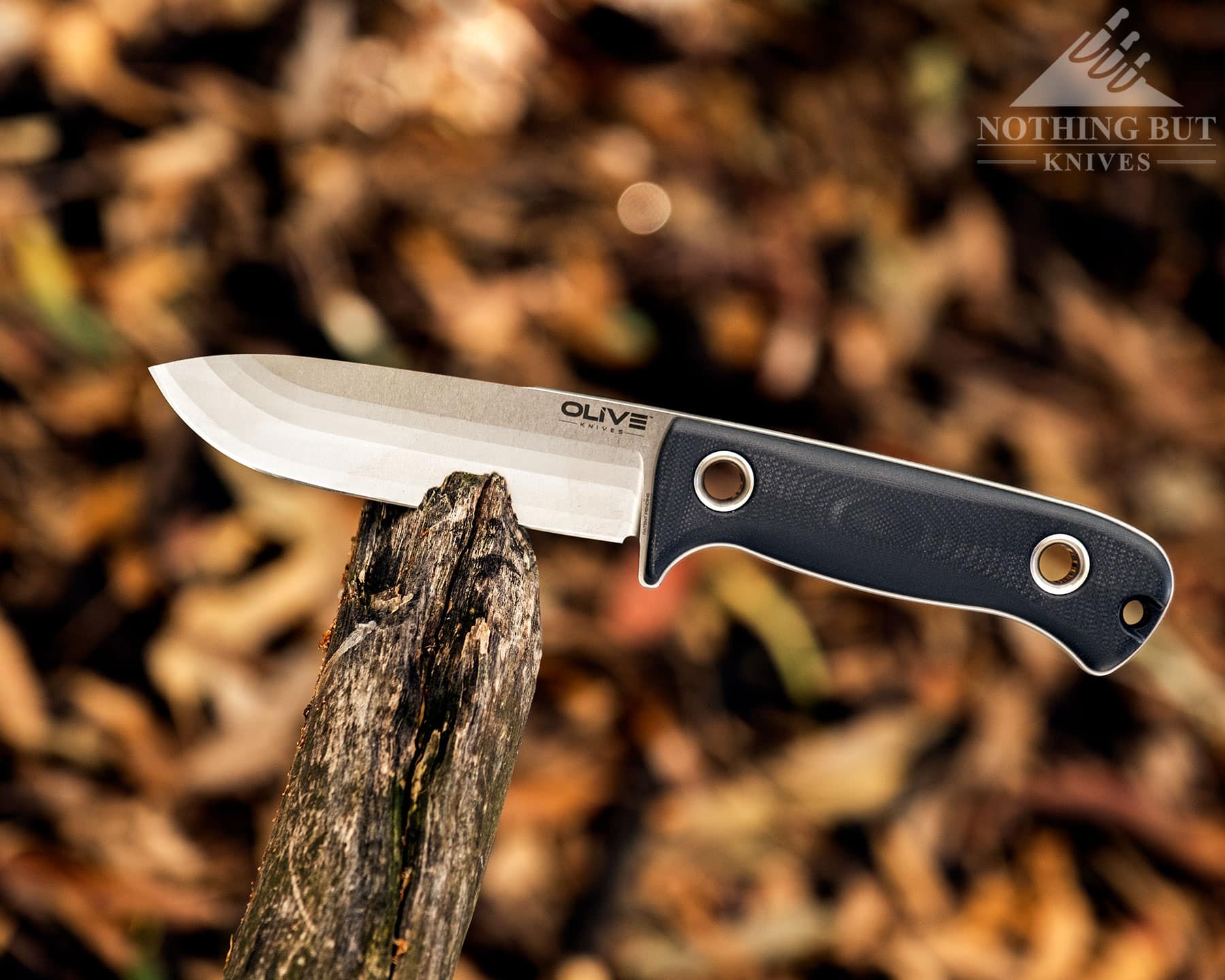 Olive Arbor Review - Image 3 An elevated view of the Olive Arbor wedged into a fallen tree branch knife that highlights its Fibonacci grind.