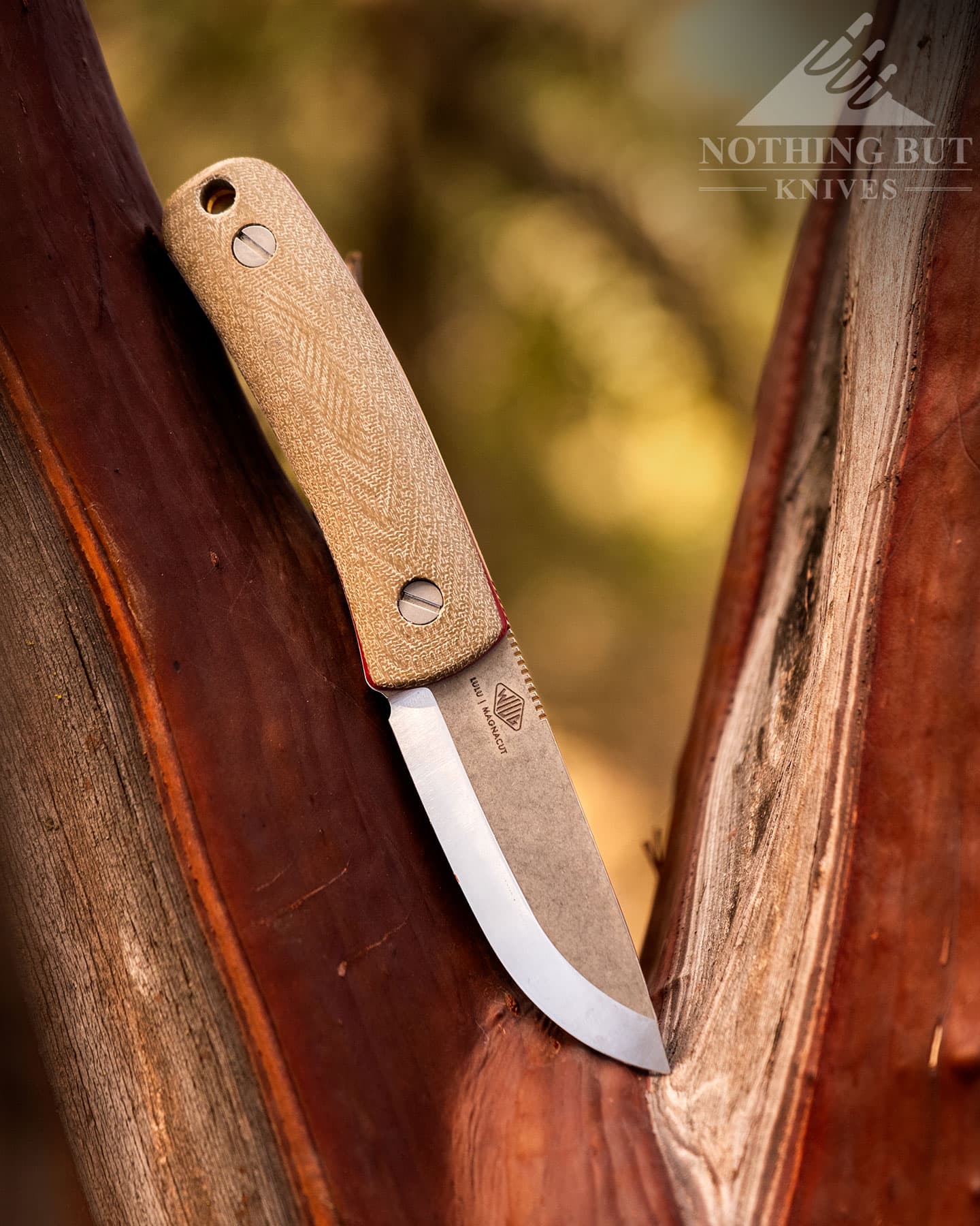 Knafs Lulu Review - Image 3 Knafs Lulu fixed blade perched on a red manzanita tree with greenery in the background.