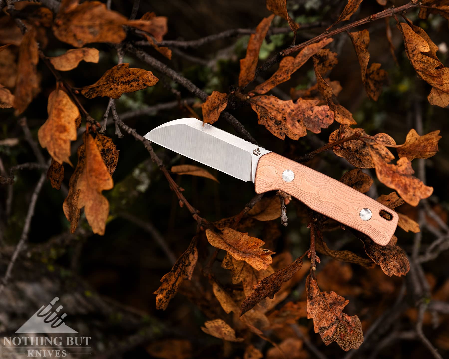 Qsp Baby Penguin Fixed Blade Review - Image 12 A fixed blade knife lying on branches with orange leaves.