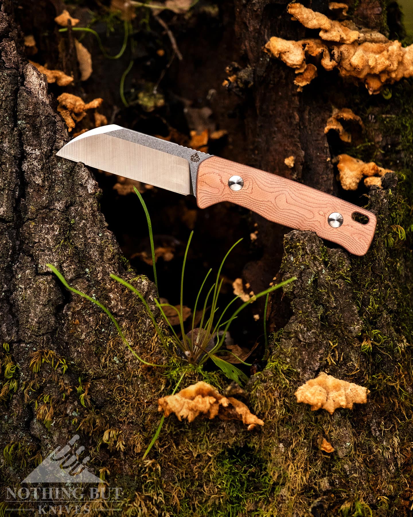 Qsp Baby Penguin Fixed Blade Review - Image 1 A compact fixed blade sticking out of a tree with a hole in it with moss and leaves in the background.
