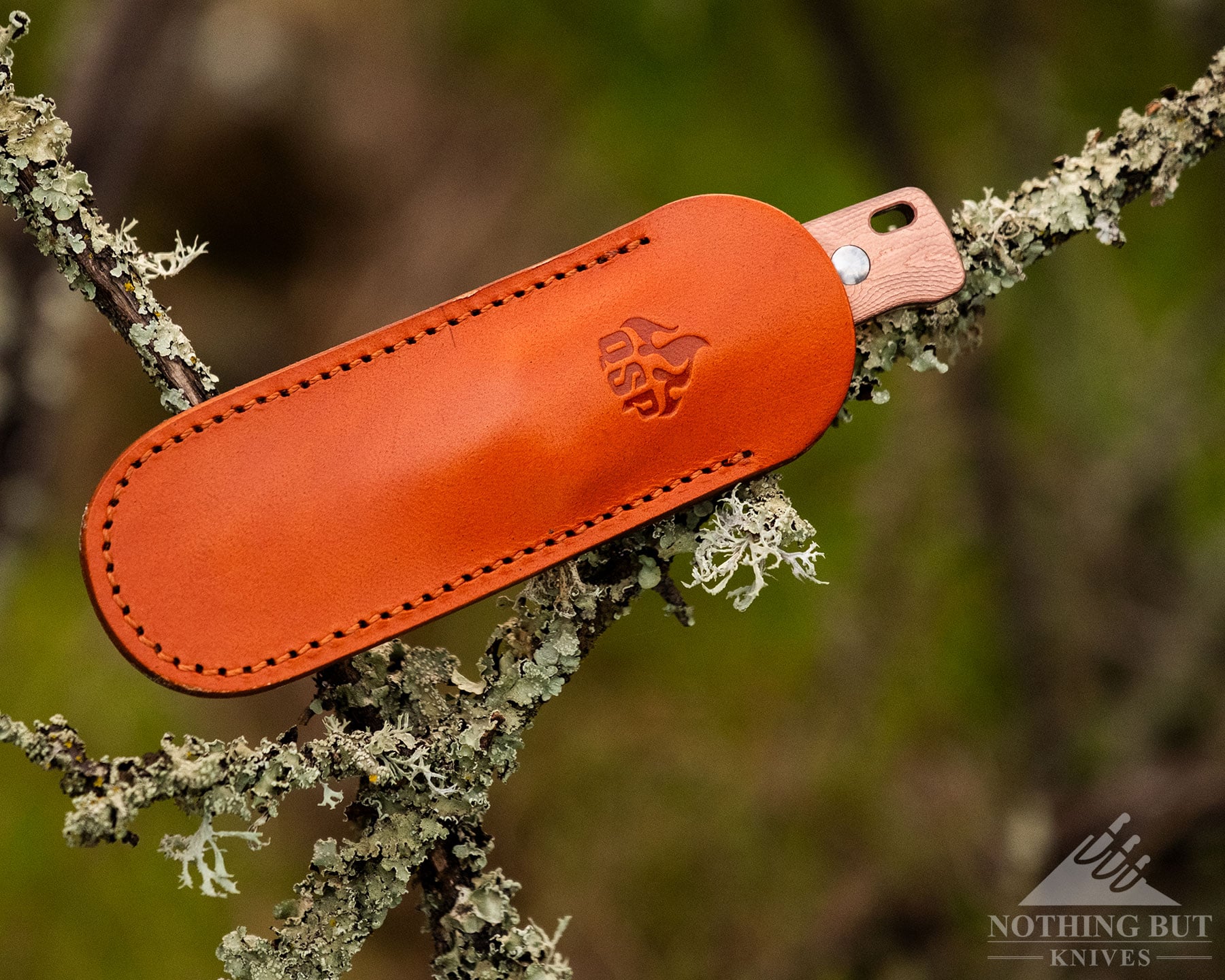 Qsp Baby Penguin Fixed Blade Review - Image 2 A small fixed blade knife in a leather sheath lying across a tree branch with forest in the background.
